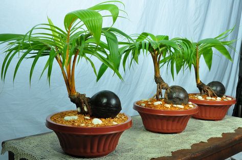 coco bonsai | in floriculture, coconut bonsai tree in a pot…….. COCO BONSAI ... Coconut Bonsai, Bonsai Kelapa, How To Grow Bonsai, Lucky Bamboo Plants, Indoor Bonsai Tree, Bonsai Seeds, Indoor Bonsai, Garden Wedding Venue, Succulent Gardening