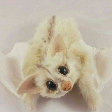 Bat Costumes, Bats Cute, Cute Animals Videos, White Bats, Bat Art, Baby Bats, White Spirit, Cute Bat, Bat Family