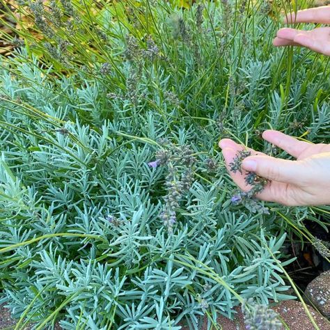 When, Why and How to Prune Lavender Pruning Lavender Plants, Lavender Pruning, Lavender Plants, Lavender Plant, Hands Holding, Diy Plants, Landscaping Plants, Dried Flowers, Lavender