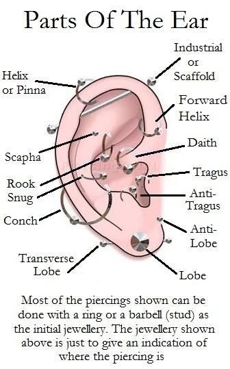 I have my lobes and my daith pierced. Previously had my rook pierced, and I want to get it redone. Now I want my conch and my forward helix, anti helix, and tragus pierced. :3 Piercings Diagram, Ear Piercing Diagram, Piercings Minimalist, Piercings Simple, Piercings Chart, Piercings Tragus, Ear Peircings, Piercings Ear, Piercings Ideas