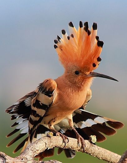 African Hoopoe - (Overberg Birds) African Birds, African Nature, Hoopoe Bird Illustration, Eurasian Hoopoe, Zimbabwe Bird, South African Animals, Hoopoe Bird, African Animals Photography, African Lovebirds