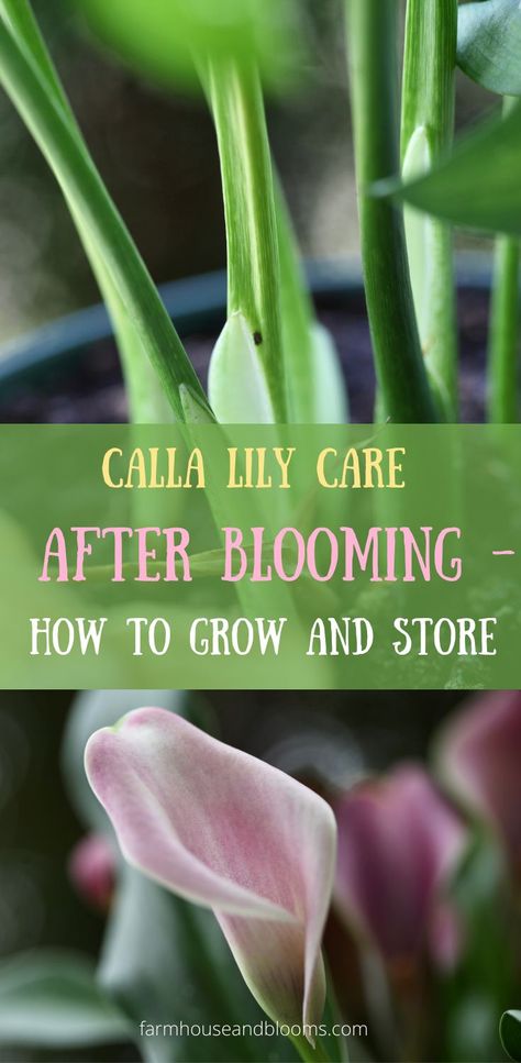 two pictures, one of calla lily flowers, and one of calla lily leaves Calla Lily Care, Indoor Avocado Tree, Lilly Plants, Calla Lily Bulbs, Lily Plant Care, Lily Care, Lily Seeds, Backyard Flowers Garden, Garden Decor Crafts