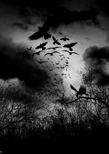 Flock of ravens... Dead Forest, Flying In The Sky, Quoth The Raven, Raven Bird, Raven Tattoo, Raven Art, Crows Ravens, Arya Stark, Wow Art