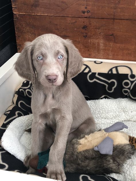 Long Haired Weimaraner Puppy, Blue Weimaraner Puppy, Long Haired Weimaraner, Blue Weimaraner, Weimaraner Puppies, Cute Fluffy Dogs, Weimaraner Dogs, Grey Dog