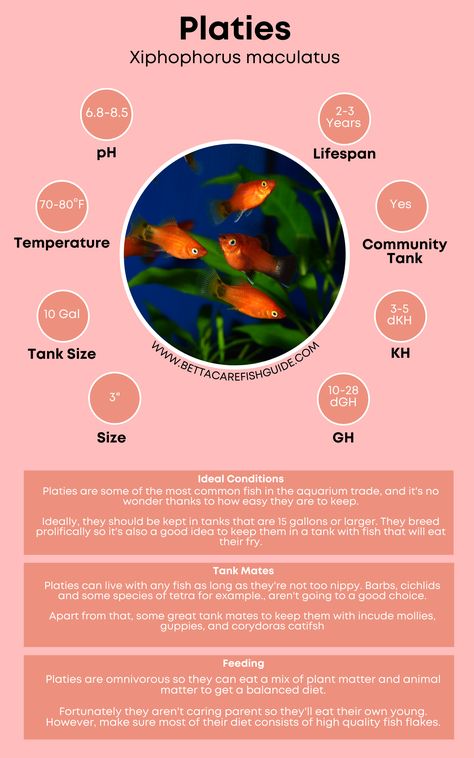 Find out how to care for platies and other great community fish in this helpful article! Platy Fish Aquarium, Platies Fish, Fish Classification, Platy Fish, Tank Plants, Fish Keeping, Community Tanks, Fishing Room, Aquarium Ideas