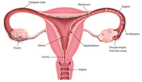 Fertility Illustration, Animal Tissue, Black And Grey Wallpaper, Biology Diagrams, Performance Task, Anatomy Organs, Sistem Saraf, Ovulation Test, Study Biology