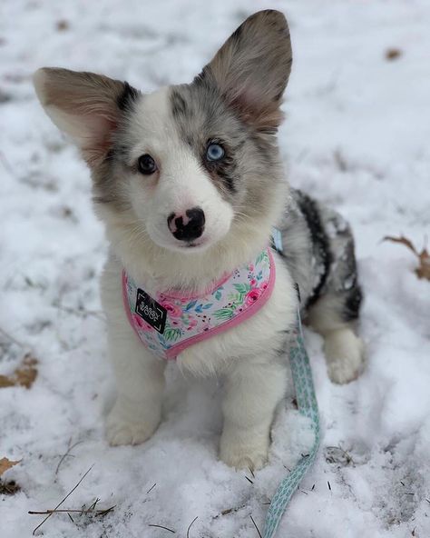 Layla is sooo cute. She is a blue Merle cardigan welsh corgi 😊 ⁣ 📸Credi Blue Merle Corgi, Merle Corgi, Cardigan Welsh Corgi, Dream Dog, Blue Merle, Welsh Corgi, Instagram Posts, Dogs, Animals