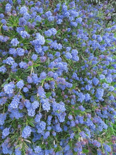 Mediterranean Flowers, Mediterranean Backyard, Mediterranean Exterior Homes, California Lilac, Mediterranean Homes Exterior, Rustic Mediterranean, Mediterranean Exterior, Mediterranean Plants, Mediterranean Architecture