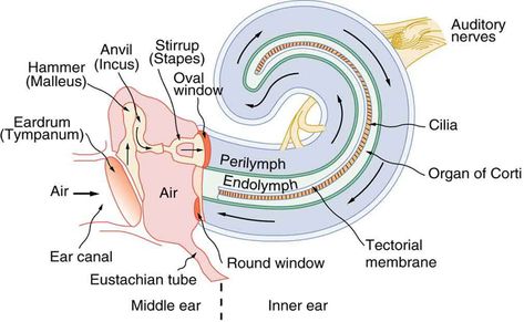 Inner Ear Diagram, Ear Diagram, Audiology Student, Glossopharyngeal Nerve, Ear Anatomy, Ear Pressure, Beach Therapy, Medical Pictures, Facial Nerve