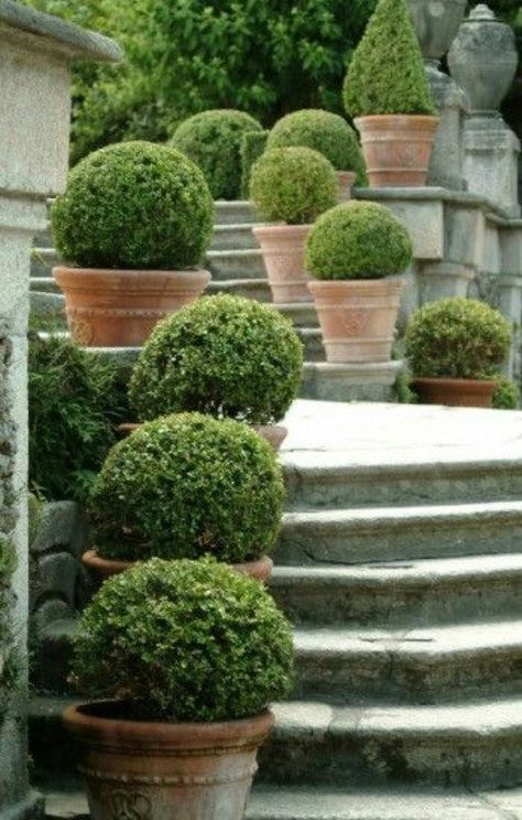 French Gardens, Boxwood Garden, Container Garden Design, Topiary Garden, Garden Shrubs, West Country, Garden Containers, Mediterranean Garden, The Secret Garden