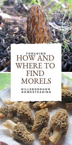 Growing Morel Mushrooms, Morel Mushroom Hunting, Mushroom Dishes, Edible Wild Mushrooms, Mushroom Guide, Growing Mushrooms At Home, Wild Foraging, Poisonous Mushrooms, Morel Mushrooms