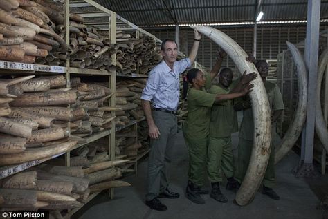 Tanzania Haul of shame: This shocking photo shows for the first time the biggest stockpile of illegal ivory on earth Ivory Trade, Dar Es Salaam, Endangered Animals, Big Art, World Pictures, The Doors, Planet Earth, Tanzania, Natural World