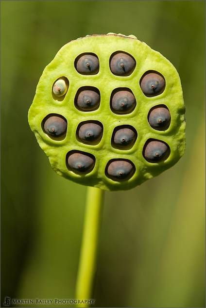 Lotus Seed Pod by Martin Bailey, via Flickr (Martin Bailey, 2011) Lotus Seed Pod, Creepy Flowers, Lotus Flower Seeds, Botanical Inspiration, Sacred Garden, Lotus Seed, Lotus Pods, Plant Fungus, Seed Pod