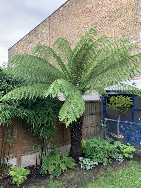 Australian Tree Fern Dicksonia antarctica shade garden in spring Tree Fern Garden, Tree Ferns In Gardens, Fern Landscaping, Giant Fern, Australian Tree Fern, Planting Techniques, Backyards Ideas, Fern Tree, East Facing Garden