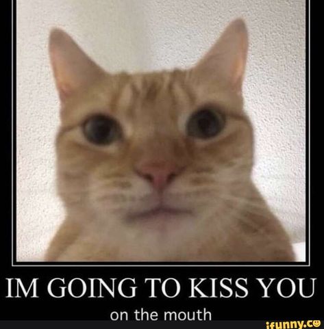 IM GOING TO KISS YOU – popular memes on the site iFunny.co #weezer #celebrities #weezer #im #going #to #you #pic Trening Fitness, Bodo, Funny Reaction Pictures, Cute Memes, Wholesome Memes, Love Memes, Silly Cats, Kiss You, Funny Laugh