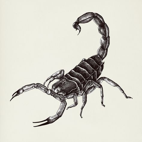 Hand drawn scorpion isolated on background | premium image by rawpixel.com Scorpion Illustration, Scorpion Drawing, Persian Tattoo, Abstract Tattoo Designs, Scorpio Tattoo, Lion Artwork, Insect Tattoo, Scorpion Tattoo, Angel Wings Tattoo