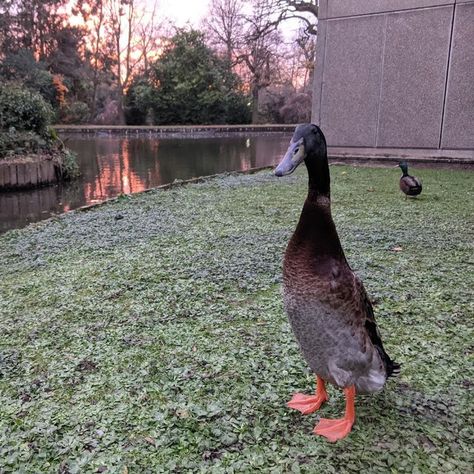 Meet Long Boi, a big (but not the biggest) duck that's become a 'superstar' at the University of York University Of York, Big Duck, Runner Ducks, York University, A Duck, Classic Paintings, Oregon Ducks, Usa Today, Beautiful Birds