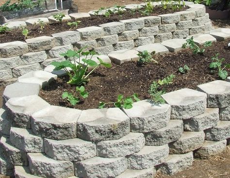 First Raised Beds - Square Foot Gardening Forum - GardenWeb Raised Bed Garden Layout, Cement Pavers, Vegetable Planting Guide, Retaining Wall Block, Retaining Wall Blocks, Paver Blocks, Vegetable Beds Raised, Square Foot Gardening, Family Garden