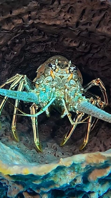 Oceans Unknown Todd Kortte 🇺🇸’s Instagram video: “👉CARIBBEAN SPINY LOBSTER👈 Big fellow hanging out inside a giant barrel sponge! 😆 I've never seen a lobster inside a barrel sponge,…” Giant Lobster, Spiny Lobster, Instagram Video, Marine Life, Diver, Hanging Out, Barrel, Animals, Pins