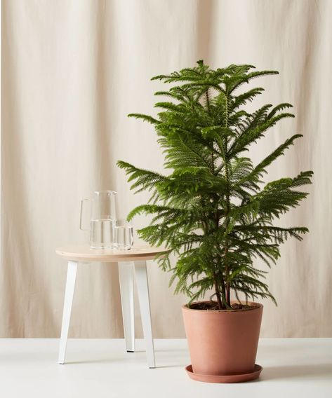 You Can Keep Your Christmas Tree Year-Round With These Potted Evergreens Norfolk Pine Care, Norfolk Pine Tree, Potted Christmas Tree, Potted Christmas Trees, Live Christmas Trees, Norfolk Pine, Modern Plant Stand, Plant Care Houseplant, Pine Christmas Tree