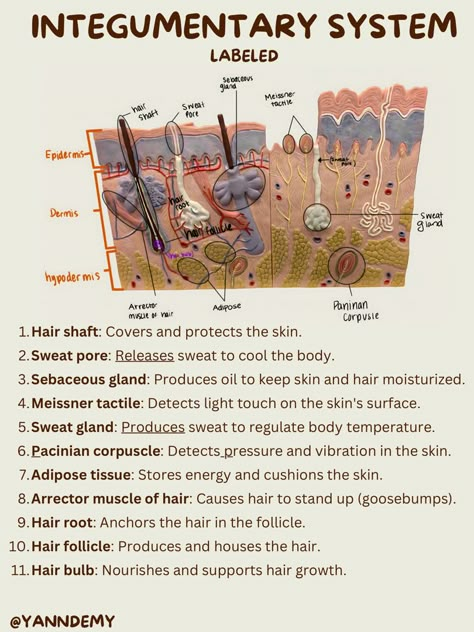 Integumentary System notes Anatomy And Physiology Integumentary, Integumentary System Diagram, Reproduction System Anatomy, Anatomy Integumentary System Notes, Anatomy And Physiology Notes Aesthetic, Anatomy And Physiology Notes Integumentary System, Skin Anatomy Notes, Integumentary System Model, Study Tips For Anatomy And Physiology