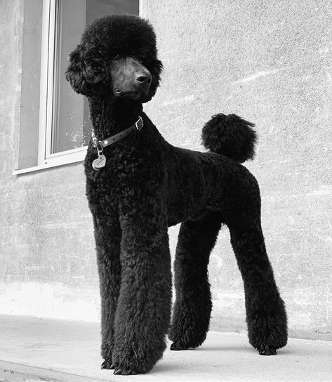 Long Poodle Haircut, Groomed Poodle, Poodle Mullet, Standard Poodle Puppy Haircut, Black Poodle Haircut Styles, Poodle Dogs, Standard Poodle Puppies, Black Poodle Puppy, Male Poodle Haircut Styles