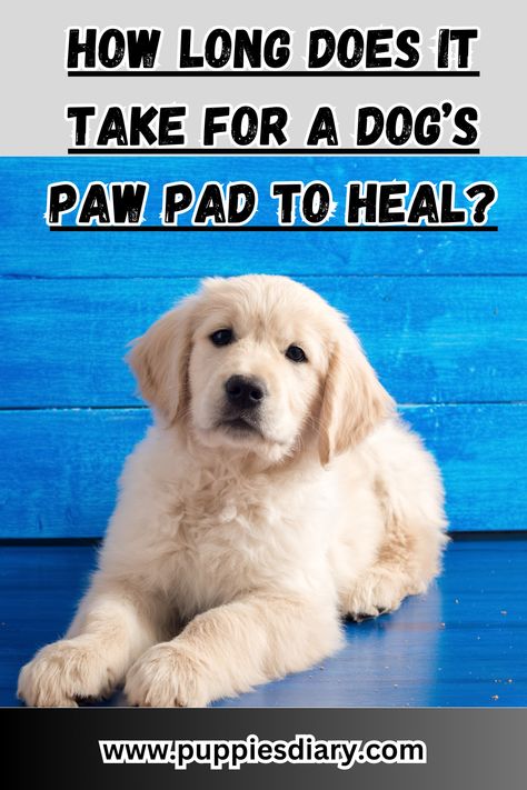 How Long Does It Take For A Dog’s Paw Pad To Heal Crate Training Dog, Dog Paw Pads, Paw Pad, Dog Wound, Puppy Cuddles, Agility Training For Dogs, Dog Pads, Dog Cuts, Cute Dog Photos