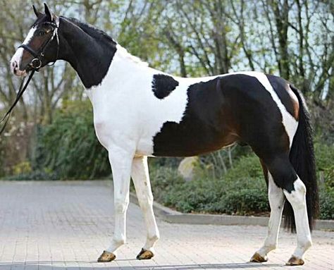 Sir Cisco - Mecklenburg warmblood Stallion Warmblood Stallion, Different Horse Breeds, Horse Markings, Warmblood Horses, Pinto Horse, Horse Videos, Appaloosa Horses, Horse Trailers, All The Pretty Horses