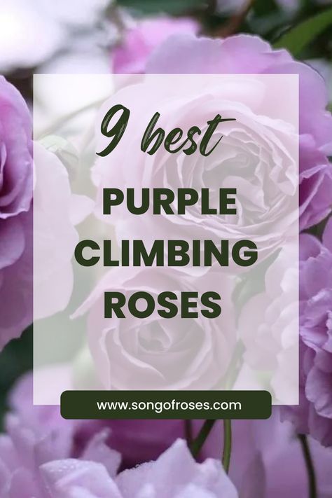 Purple roses are a symbol of royalty, and purple climbing roses will certainly transform your home into your own personal palace. Click on the pin to discover the best purple climbing roses. Lavender And Rose Garden, Rose And Lavender Garden, Lavender Crush Climbing Rose, Climbing Roses For Shade, Rose Fence, Roses For Shade, Thornless Climbing Roses, Purple Climbing Roses, Zepherine Drouhin Climbing Rose