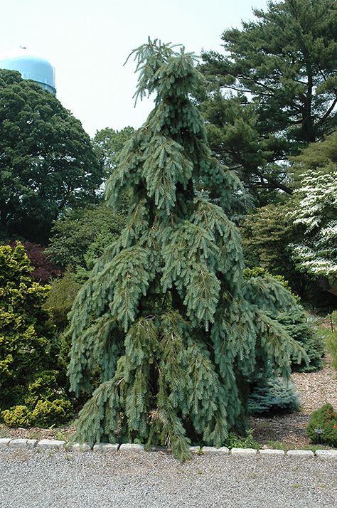 Graceful Grace Weeping Douglas Fir (Pseudotsuga menziesii 'Graceful Grace') at Oakland Nurseries Inc Pseudotsuga Menziesii, Grand Fir, Dundas Ontario, Evergreen Trees, Bluish Green, Landscaping Plants, Douglas Fir, Types Of Soil, New Growth