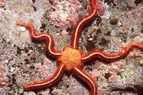 Brittle star | Brittle Star spends most of its life in one position, constantly ... Cacing Tanah, Brittle Star, Ocean Plants, Underwater Painting, Life Under The Sea, One Fish Two Fish, Underwater Creatures, Fish Drawings, Reef Tank