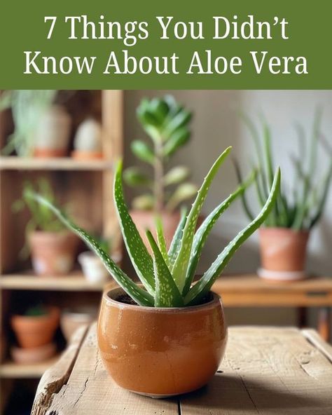 Full guide in first comment - Garden Daily Ideas Propagate Aloe Vera, Aloe Plant Care, Aloe Vera Care, Best Air Purifying Plants, Herb Garden Pots, Garden Insects, Terracotta Plant Pots, Types Of Succulents, Aloe Vera Plant