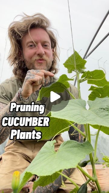 Jamie Walton | Nettles & Petals on Instagram: "Pruning Cucumber Plants! 🥒🌱

Firstly, there are generally two main types of cucumbers grown here in the UK ‘greenhouse’ or indoor cucumbers and outdoor or ‘ridge’ types.

I mainly grow greenhouse cucumbers that need plenty of heat, so need to be grown in a greenhouse or poly tunnel. They are large plants that produce long, smooth fruits that need to be pruned to to ensure they are manageable and healthy. 

They do not need pollinating and the male flowers need to be removed to prevent this happening or the fruits will end up being very bitter. 

I grow an all female variety called ‘Passandra’ to ensure this doesn’t happen as they are much easier when growing at scale, so there’s no need to remove any flowers.

Outdoor or ‘ridge’ cucumbers ca Types Of Cucumbers, Male Flowers, Cucumber Flower, Poly Tunnel, Cucumber Plants, Hanging Leaves, Veg Patch, Allotment Gardening, Cucumber Plant