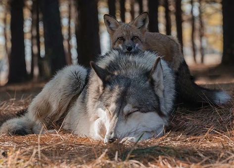 They look happy together In The Woods, Wolves, Fox, On Instagram, White, Instagram