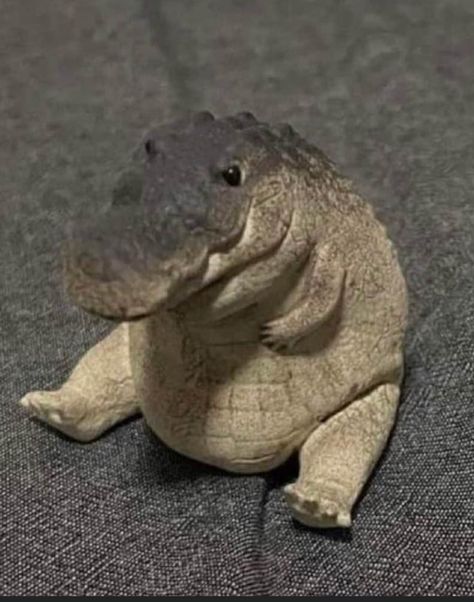 Cute Reptiles, Funny Animal Photos, Funniest Memes, Silly Animals, People Laughing, Cute Wild Animals, Cute Animal Photos, Funny Cute Cats, Animals Images