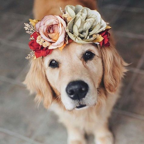 Golden retriever looking soulfully into the camera while wearing a flower crown Dog Wedding Outfits, Wedding Pets, Dog Flower, Dog Wedding, Cute Dogs And Puppies, Cute Animal Pictures, Girl And Dog, Dog Photography, Cute Little Animals