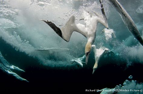 Nature’s Witness: Diving Gannets Gannet Bird, Coral Bleaching, Underwater Diving, Sea Mammal, Underwater Sea, Underwater Photos, Under Water, Sea Birds, Birds Flying