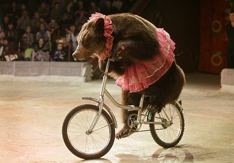 circus bear | Circus Bear On Bike Circus Vintage, Circus Performers, Circus Animals, Stop Animal Cruelty, Royal Ballet, Vintage Circus, U.s. States, Ap Art, Natural Life