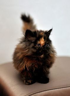 Tortoise shell kitty Tortoise Shell Cat, Old Cats, Calico Cat, Ragdoll Cat, Domestic Cat, Pics Art, Pretty Cats, Beautiful Cats, Crazy Cats