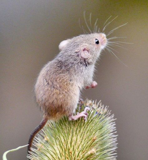 Mouse Photos, Mouse Illustration, Mouse Pictures, Animal Study, Little Critter, Cute Mouse, Wildlife Animals, Hamsters, Rodents