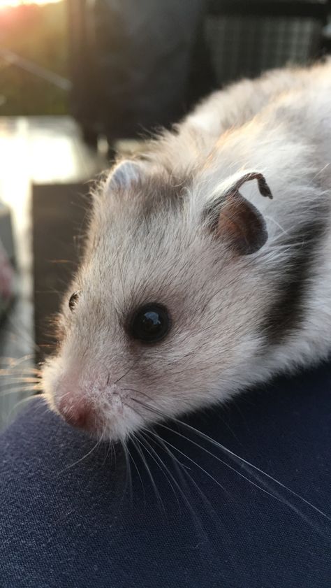 Siberian hamster Siberian Hamster, Cute Animals, Animals