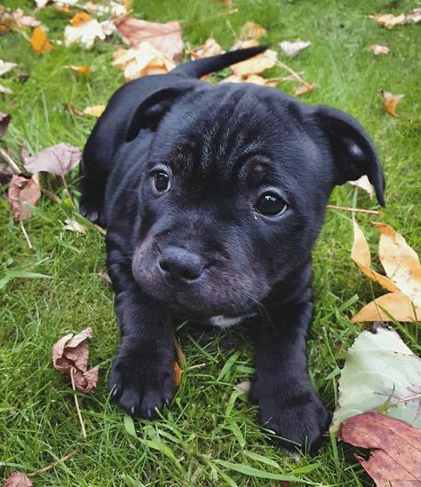 Black Staffy Puppy, Black Pitbull Puppies, Staffie Puppies, Canva Collage, Staffy Bull Terrier, Staffordshire Bull Terrier Puppies, Bull Mastiff Puppies, Cute Puppy Photos, Black Pitbull