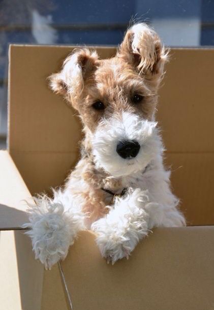 Cheeky fox in the box.❤️ Wirehaired Fox Terrier, Fox Terriers, Wire Fox Terrier, Border Terrier, White Dog, Fox Terrier, Terrier Dogs, Beautiful Dogs, 귀여운 동물