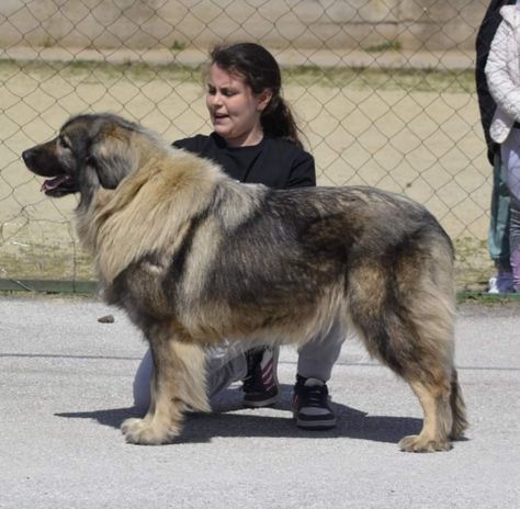 Sarplaninac Dog, Guardian Dog, Fit Dogs, Livestock Guardian, Dog Anatomy, Group 2, Pets 3, Dog Breeds, Anatomy