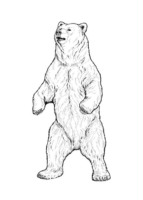 Bear Standing Up Drawing, Drawing A Bear, Standing Bear Drawing, Grizzly Bear Sketch, Bear Drawing Simple, Grizzly Bear Illustration, Grizzly Bear Drawing, Beruang Grizzly, Bear Coloring Page