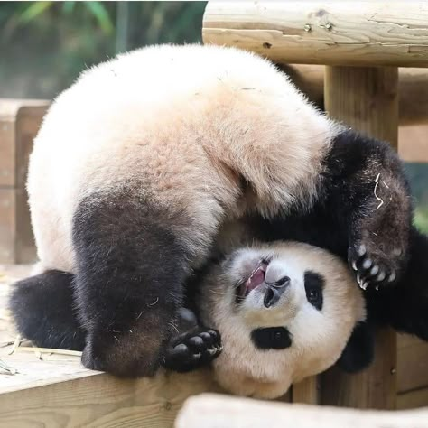 Baby Panda Bears, Panda Eyes, Cute Small Animals, Panda Bears, Panda Love, Bear Pictures, Amazing Photo, Baby Panda, Silly Animals