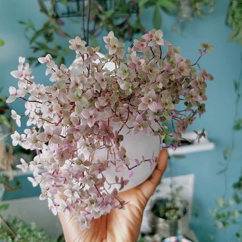 Jungle Bathroom, Lady Aesthetic, Pink Lady, Pretty Plants, Green House, How To Dry Basil, My Heart, Pink Ladies, Herbs