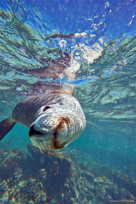 Curiousit Picture Places, Road Trippin, Sea Lion, Australia Travel, Western Australia, Perth, Cool Pictures, Lion, Australia