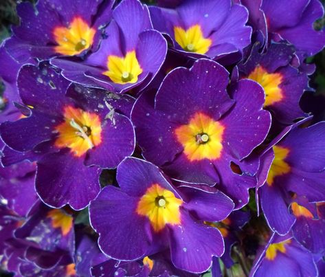 Purple and Yellow Flowers Yellow Flowers Names, Yellow Flowers Bouquet, Yellow Flower Wallpaper, Yellow Flower Arrangements, Purple And Yellow Flowers, Spring Flower Bouquet, Purple Flowers Wallpaper, Purple Plants, Pansies Flowers