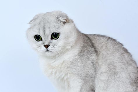 Cutest Cats Ever, Scottish Fold Cat, Fold Cat, Birman Cat, Older Cats, Hairless Cat, Cat Help, Dog People, Scottish Fold